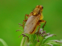 Gelbe Dungfliege, Scatophaga stercoraria