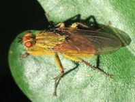 Gelbe Dungfliege, Scatophaga stercoraria