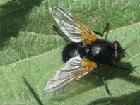 Rinderfliege, Mesembrina meridiana