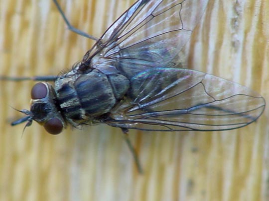 Muscina levida