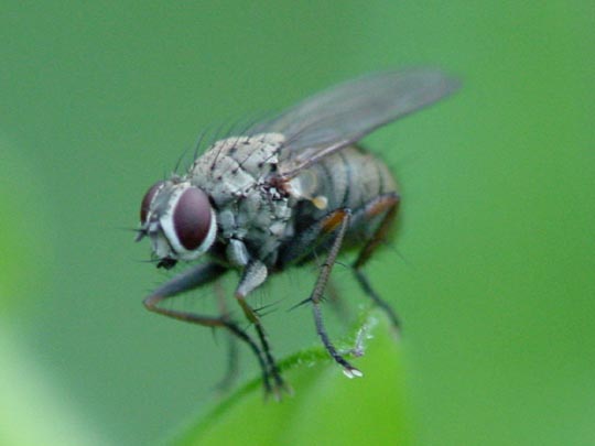 Coenosia sp.