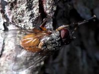 Phaonia cf. subventa