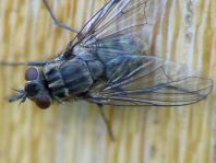 Muscina levida