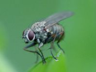 Coenosia sp.