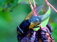 Rinderfliege, Mesembrina meridiana