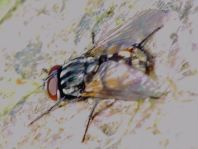 Musca autumnalis