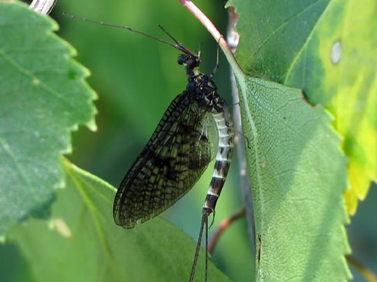 Eintagsfliege, Ephemeroptera