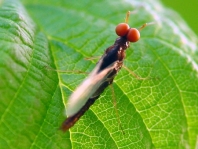 Eintagsfliege, Ephemeroptera