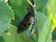 Eintagsfliege, Ephemeroptera