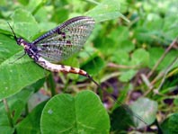 Eintagsfliege, Ephemeroptera