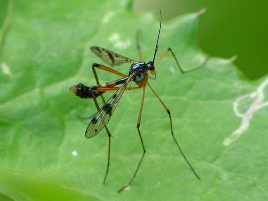 Faltenmücke, Ptychopteridae