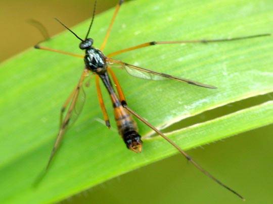 Faltenmücke, Ptychopteridae