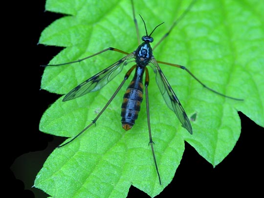 Faltenmücke, Ptychopteridae