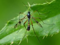 Faltenmücke, Ptychopteridae