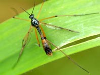 Faltenmücke, Ptychopteridae