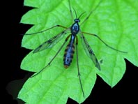 Faltenmücke, Ptychopteridae