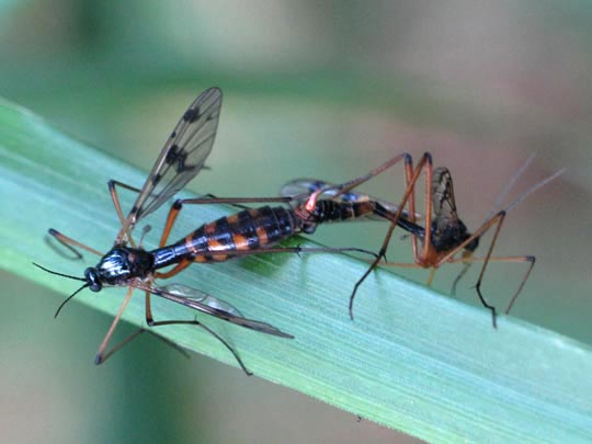 Faltenmücke, Ptychopteridae