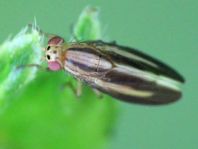 Peplomyza sp.