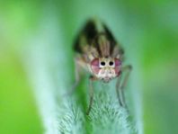 Peplomyza sp.