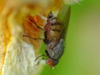 Minettia cf. fasciata