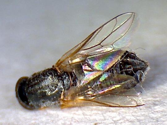 Fensterfliege, Scenopinidae