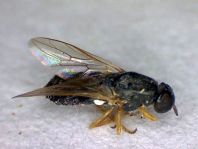 Fensterfliege, Scenopinidae