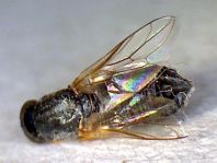 Fensterfliege, Scenopinidae