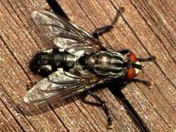 Fleischfliegen, Sarcophagidae