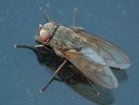 Fleischfliegen, Sarcophagidae