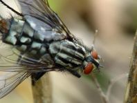 Fleischfliegen, Sarcophagidae