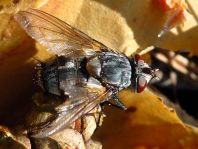 Fleischfliegen, Sarcophagidae