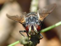 Fleischfliegen, Sarcophagidae