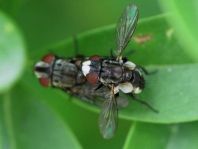 Metopia sp.