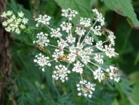 Fliege, Brachycera