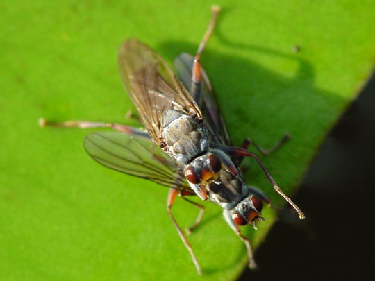 Fliege, Brachycera