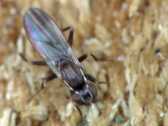 Fliege, Brachycera