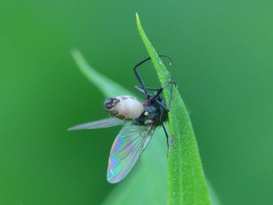 Fliege, Brachycera