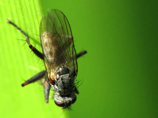 Fliege, Brachycera