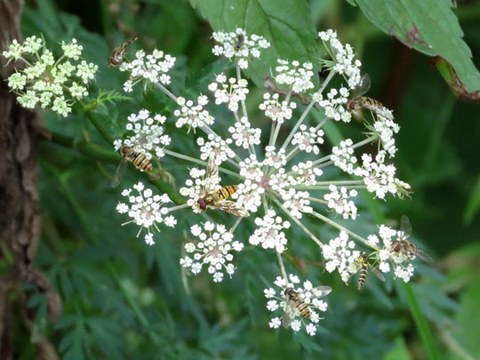 Fliege, Brachycera
