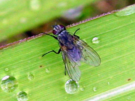 Fliege, Brachycera