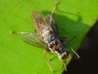 Fliege, Brachycera