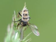 Fliege, Brachycera