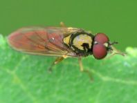 Fliege, Brachycera