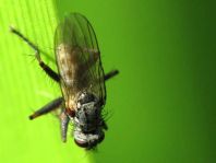 Fliege, Brachycera