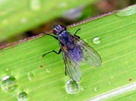 Fliege, Brachycera