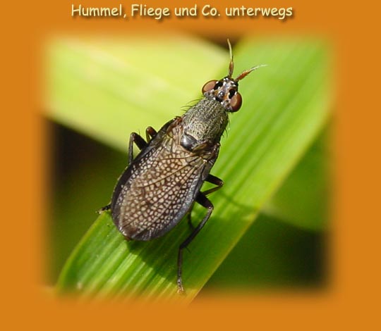 Fliegen unterwegs