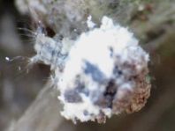 Chrysopidae, Florfliegen