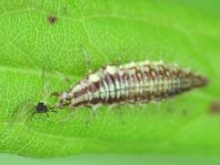 Chrysopidae, Florfliegen