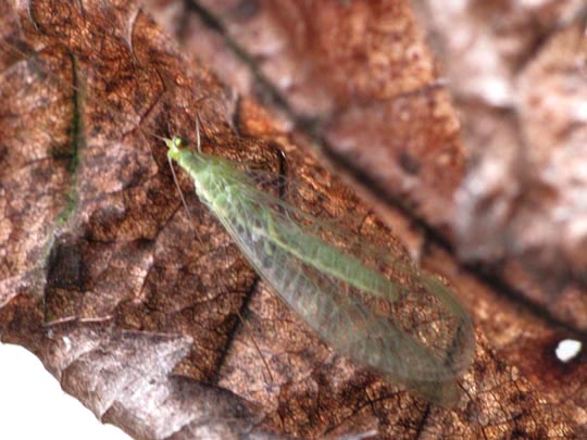 Chrysopidae, Florfliegen