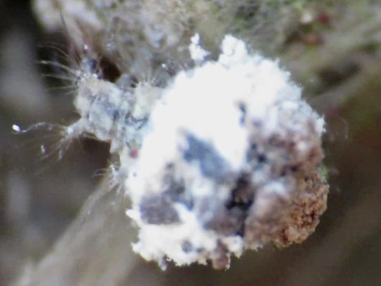 Chrysopidae, Florfliegen